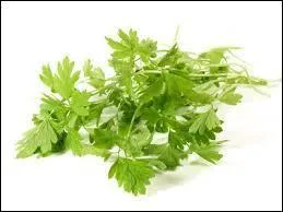 Quelle plante aromatique est représentée sur la photo ?