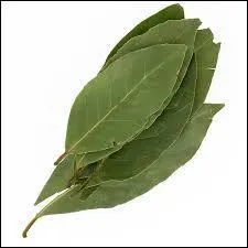 Quelle plante aromatique est représentée sur la photo ?