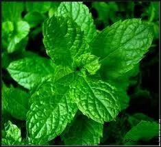 Quelle plante aromatique est représentée sur la photo ?