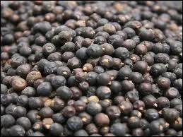 Quelle épice est représentée sur la photo ?