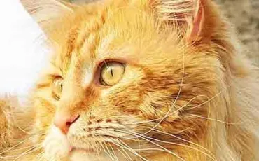 Quiz Erin hunter
