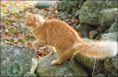 Qui est la mère de Cur de Lion ?