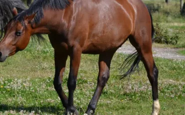 Quiz Galop 1