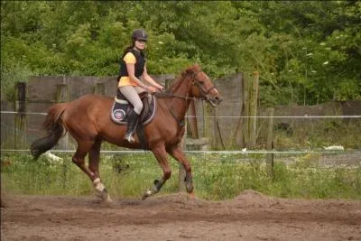 Quelle est l'allure de ce cheval ?