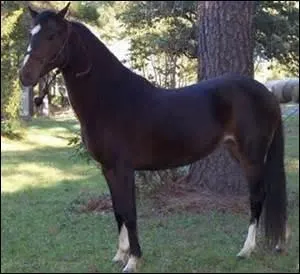 De quelle race est ce poney ?