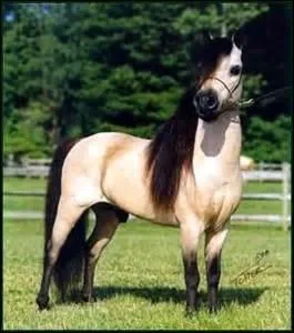 De quelle race est ce poney ?