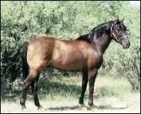 Pour finir, le plus difficile : de quelle race est ce poney ?