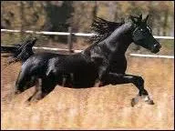 De quelle race est ce cheval ?