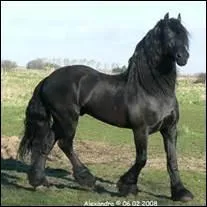 De quelle race est ce cheval ?