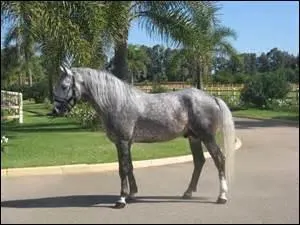 De quelle race est ce cheval ?