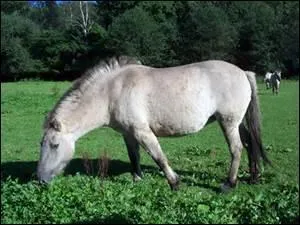 Un peu plus difficile : de quelle race est ce poney ?
