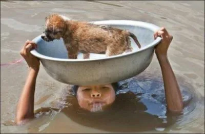 On consomme le nid de cet oiseau sous l'appellation de "nid d'hirondelle" !