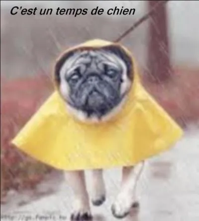 Quelle expression correspond la mieux à l'image ?