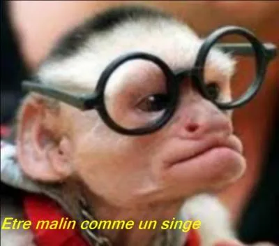 Quelle expression correspond la mieux à l'image ?