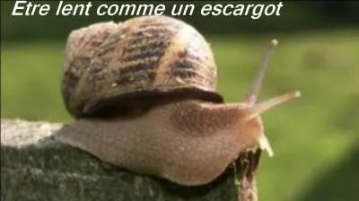 Quelle expression correspond la mieux à l'image ?