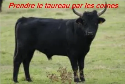 Quelle expression correspond la mieux à l'image ?