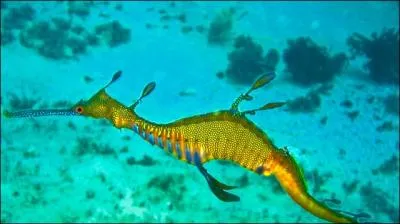 L'un des plus spectaculaires est _______feuillu. Il a de longues protubérances en forme de feuilles sur tout le corps. Cela est utile pour se camoufler dans la végétation marine. Quel est cet animal ?