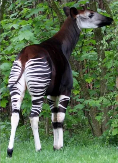 De la même famille que la girafe, c'est un animal farouche et discret, c'est pour ça qu'on le connaît si mal. Il attrape sa nourriture avec sa langue noire bleutée, longue de 35 cm. Quel est cet animal ?