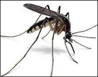 Comment se nomme le moustique ?