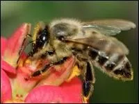 Quel est le nom de l'abeille ?