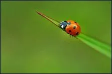 Et la jolie coccinelle ?