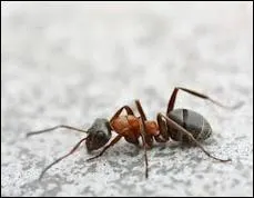 Quel est le nom de la fourmi travailleuse ?