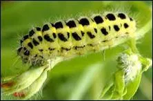 Comment se nomme la chenille qui voudrait tant être un papillon ?