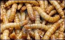 Comment s'appelle l'asticot ?