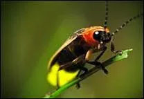 Quel est le nom de la luciole ?