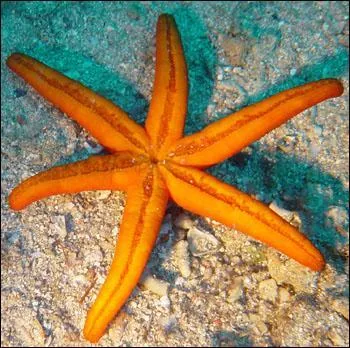 Quel est le nom de cet animal ?