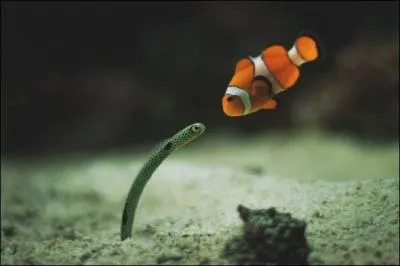 Qui a dit : "On ne force pas une curiosité, on l'éveille" ?