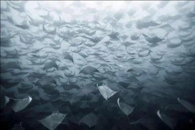 Dans quelle profession peut-on mettre cet homonyme au milieu ou sur le côté ?