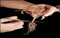 Quelle est l'expression synonyme de "tuer dans l'uf" ?