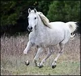 Le galop est une allure :