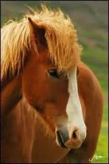 L'accord des aides c'est :