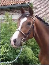 L'estomac du cheval est de :