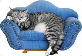 Comment s'appelle le chat de Jean Gabin dans le film le chat de Pierre Granier-Deferre sorti en 1971 ?