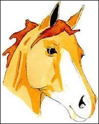 Quel est le nom de "l'en-tête" de ce cheval ?