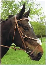 Quel est le nom de ce filet ?