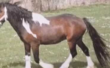 Quiz Galop 3