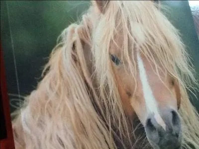 À quelle allure le cheval peut-il aller au trop (km/h) ?