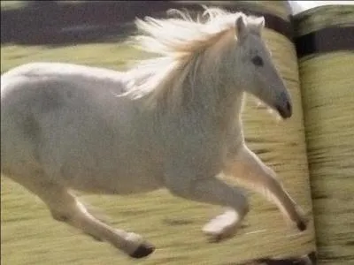 À quelle allure le cheval peut-il aller au galop (km/h) ?