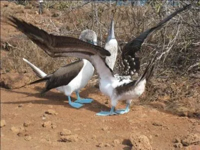 Son apparence est étonnante entre grâce et lourdeur. Les couleurs se déclinent selon une gamme variée de bleu, blanc, gris-verdâtre.