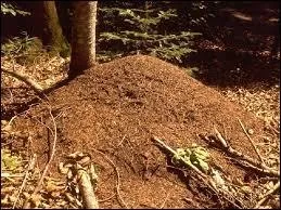 Elles forment des colonies et vivent en société organisée.