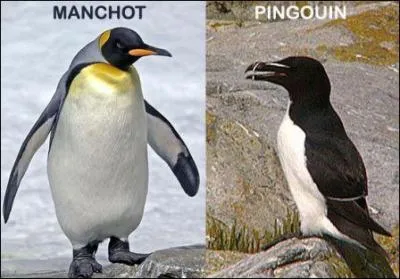 Quelle différence y a-t-il entre un manchot et un pingouin ?