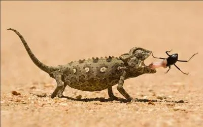 Dans lequel de ces trois pays peut-on voir cet animal ?