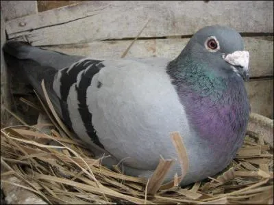 Comment s'appelait le dernier pigeon du commandant Raynal en 1916 ?