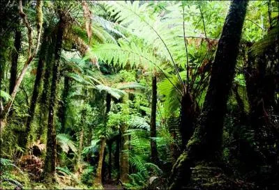 On m'appelle le "ménure", qui suis-je ?