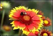 Il y a des bourdons dans ces tulipes !