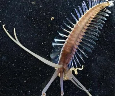 Ceci est un ver marin découvert en plongée à plus de 3000 mètres de profondeur, entre l'Indonésie et les Philippines. Existe-t-il ?   